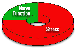 Chiropractic Reseda CA Disease Nerve Function