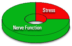 Chiropractic Reseda CA Wellness Nerve Function